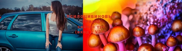 ГАЛЛЮЦИНОГЕННЫЕ ГРИБЫ Аркадак
